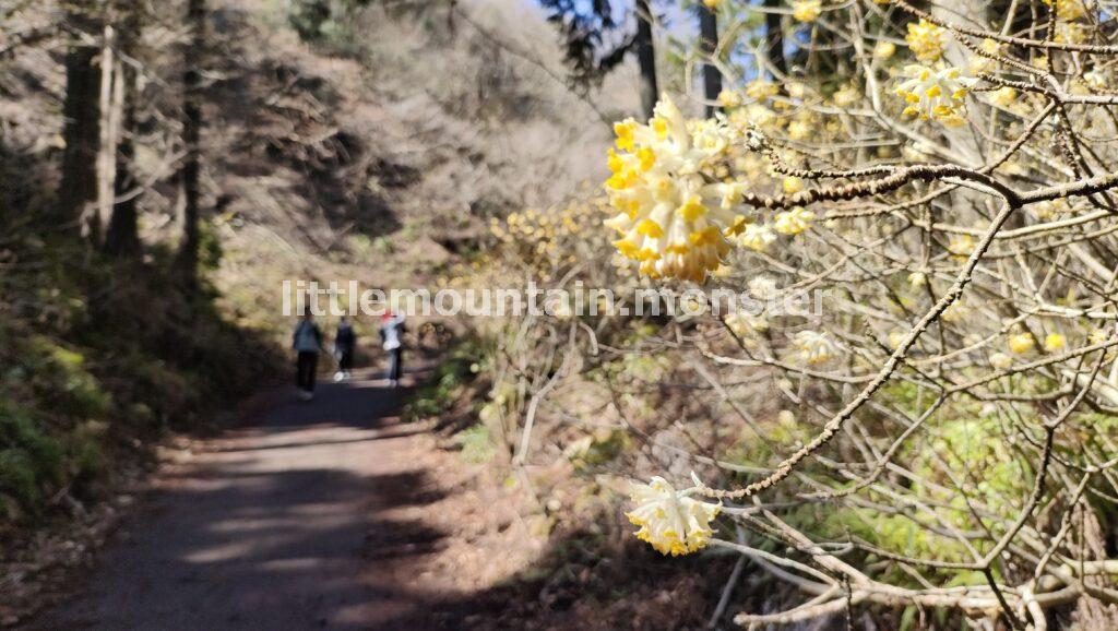 不動尻と言えば…ミツマタ群生地!道注意