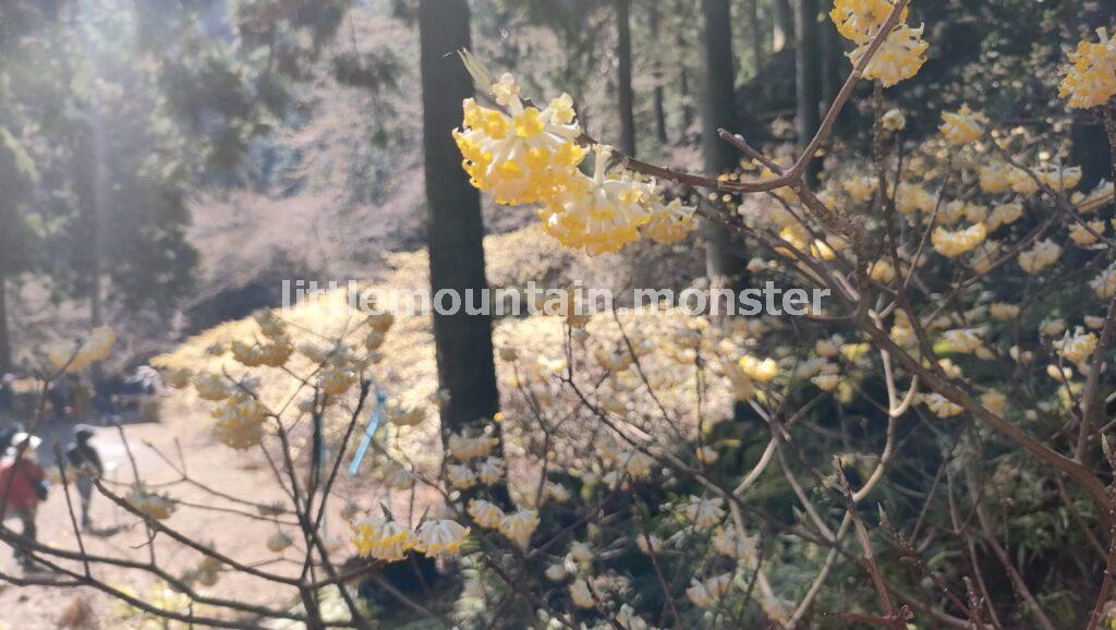 不動尻と言えば…ミツマタ群生地!道注意