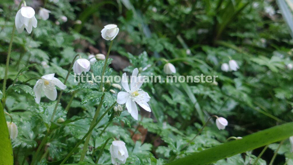 琵琶滝、沢沿いの高尾山6号路！足元の小さな花たちに気づいてあげて