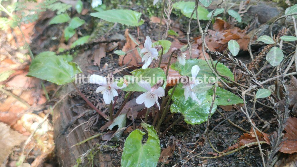 琵琶滝、沢沿いの高尾山6号路！足元の小さな花たちに気づいてあげて