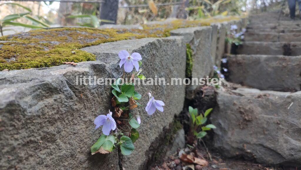 蕾（苦笑）桜の名所「一丁平」を通り抜け