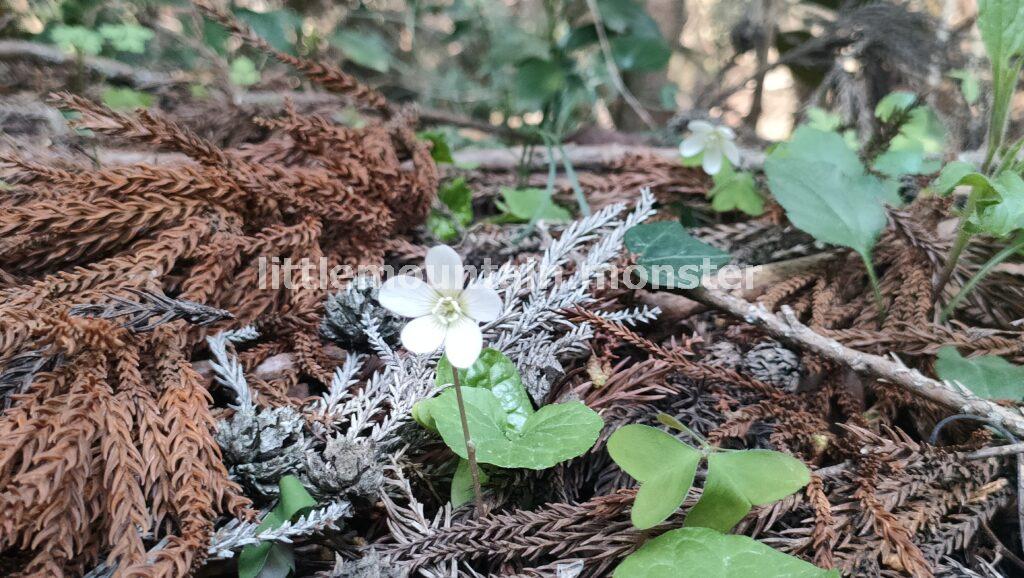 ミヤマカタバミ（深山傍食）