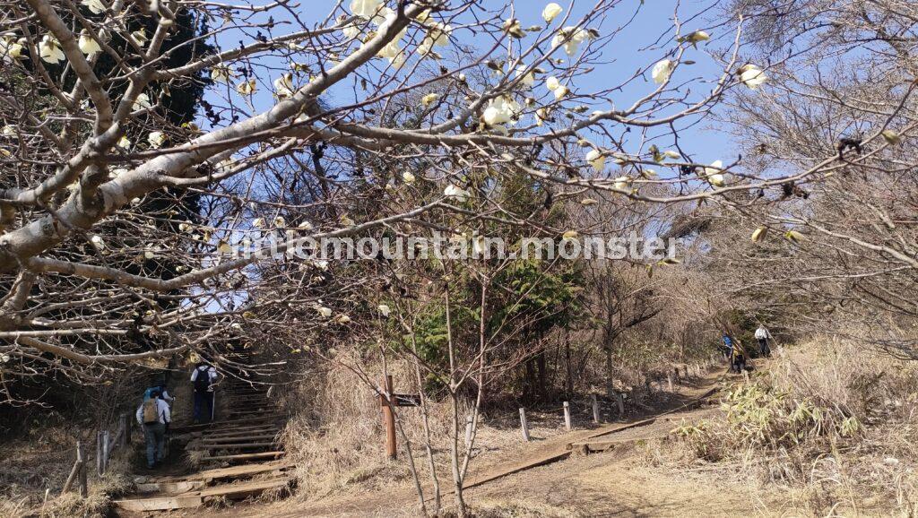 蕾（苦笑）桜の名所「一丁平」を通り抜ける