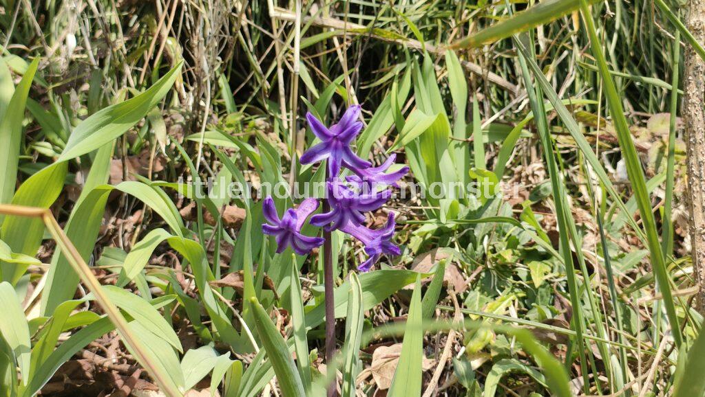 城山（小仏城山）：名物のなめこ汁で至福の時