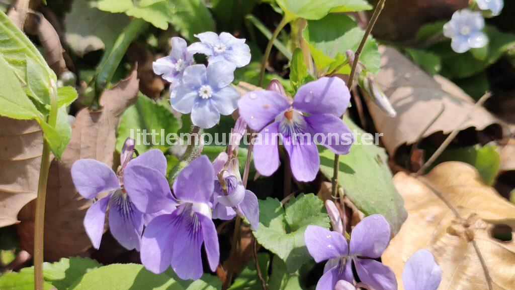 城山を下り、弁天橋→相模湖へ