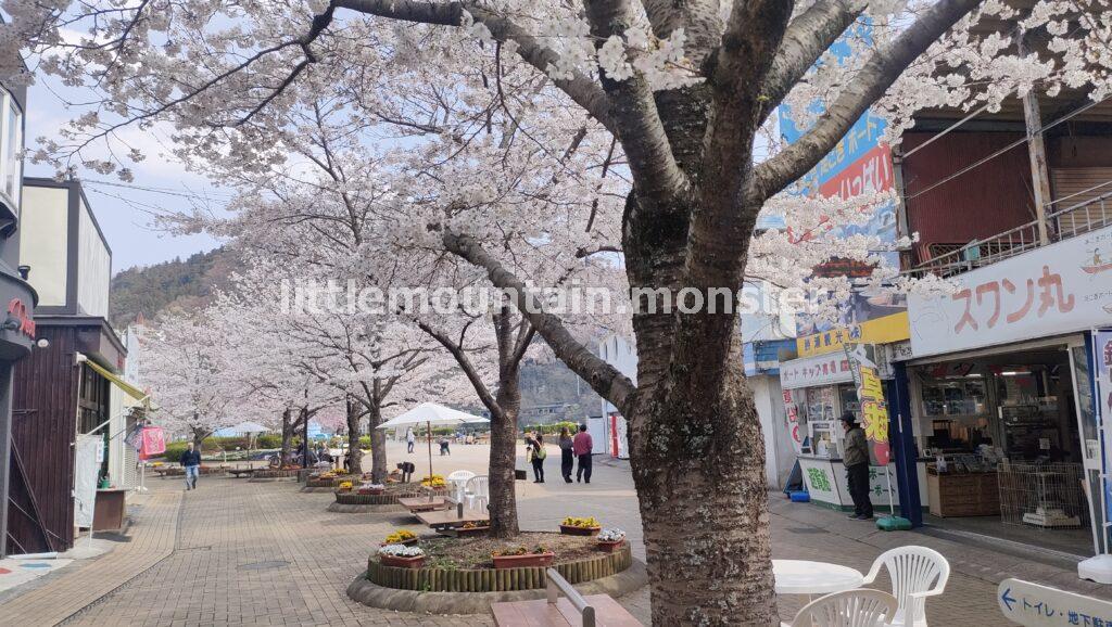 桜が満開！相模湖公園で下山メシは「昭和レトロラーメン」