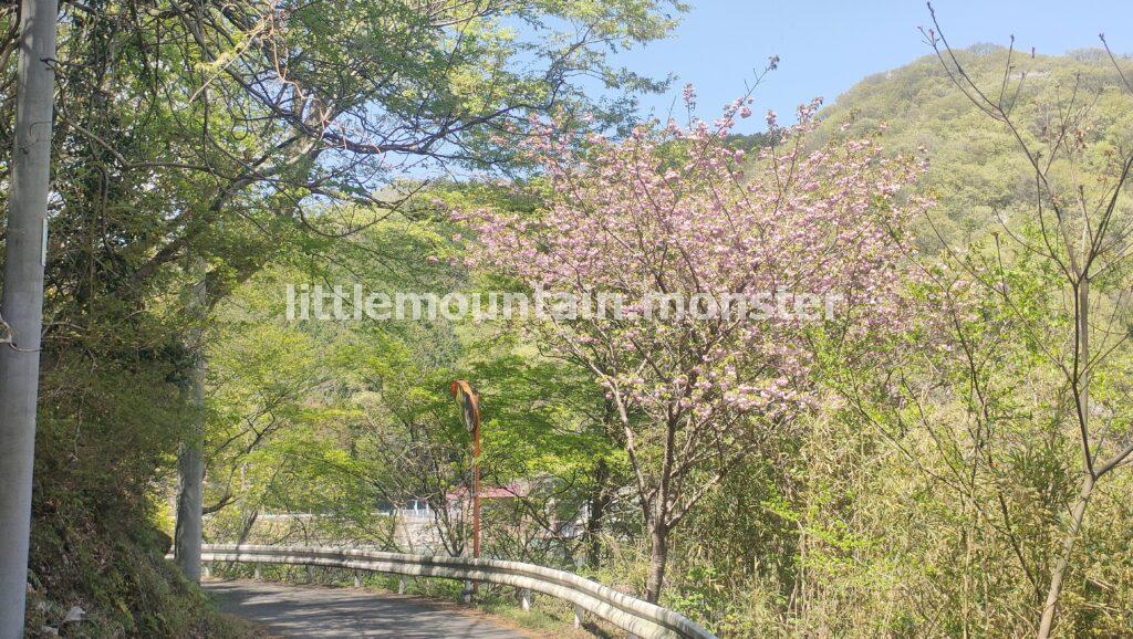 可憐な八重桜♪円良田湖