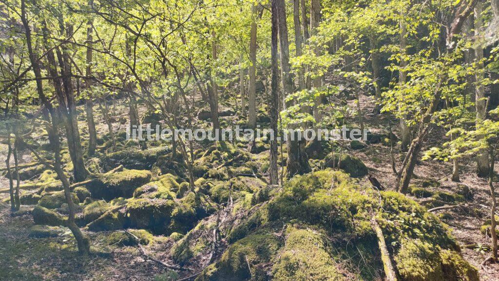 【熊倉山・日野コース】苔むした岩＋渓流が美しい