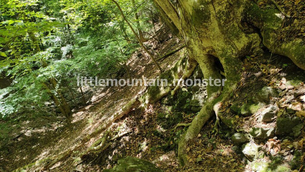渓流沿いの舗装路から、登山道へ！鳥首峠を目指す