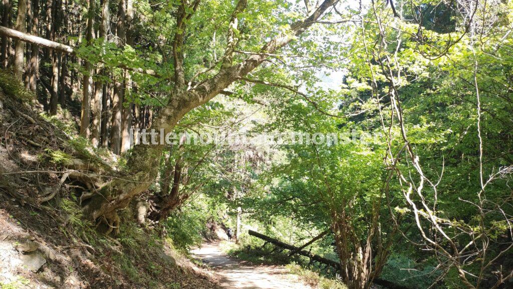 シラジタボから、武甲山・一の鳥居へ下山開始