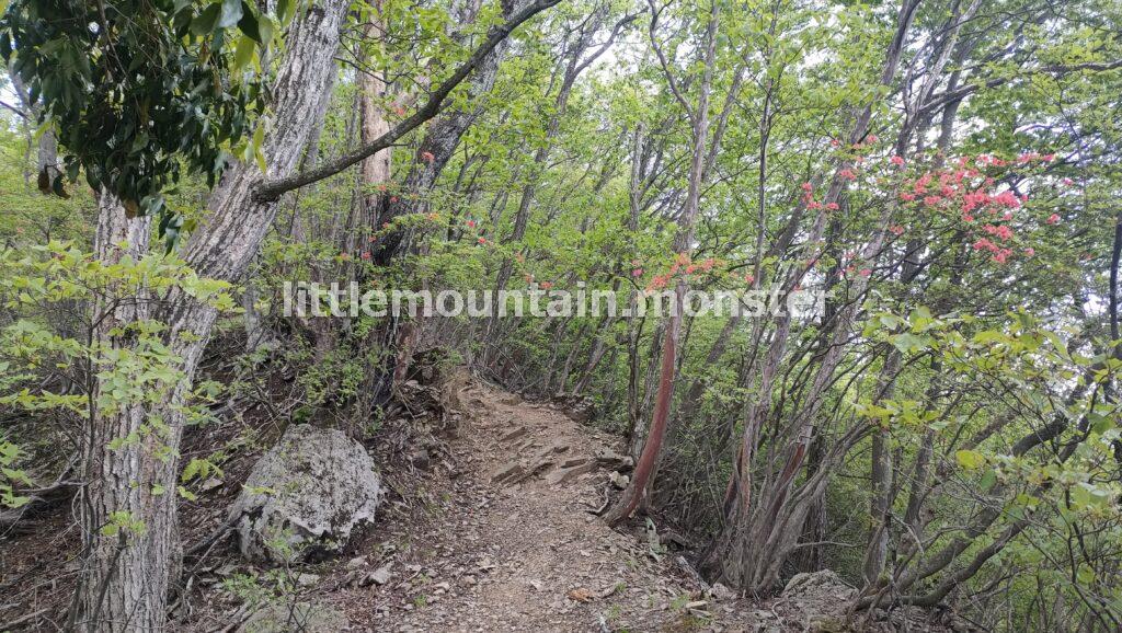 城峯山山頂へ！咲きかけツツジの道を行く
