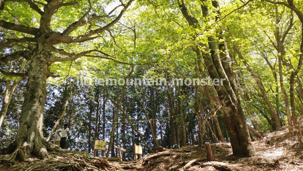 三峯神社の奥宮を参拝・ツツジが微笑んでくれました