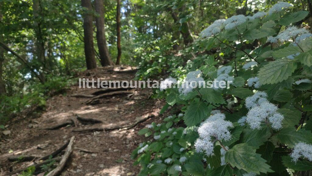 小さな花に微笑む♪粥仁田峠から大霧山(767m)山頂へ
