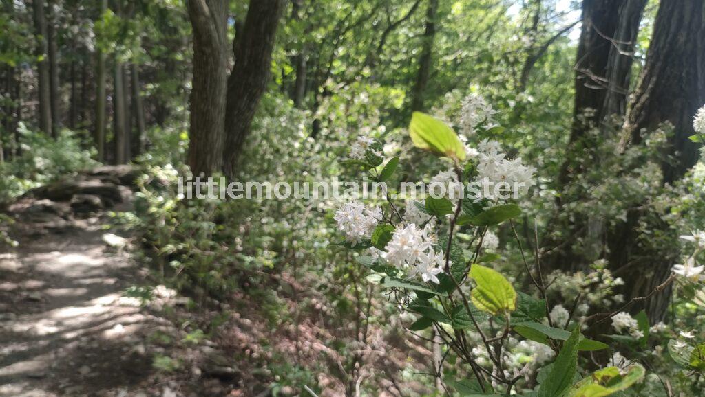 小さな花に微笑む♪粥仁田峠から大霧山(767m)山頂へ
