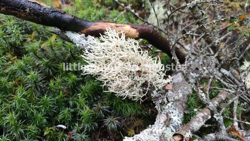 珊瑚のような苔の花。Googleさんにきいたら(ミヤマハナゴケ(深山花苔)だそうな