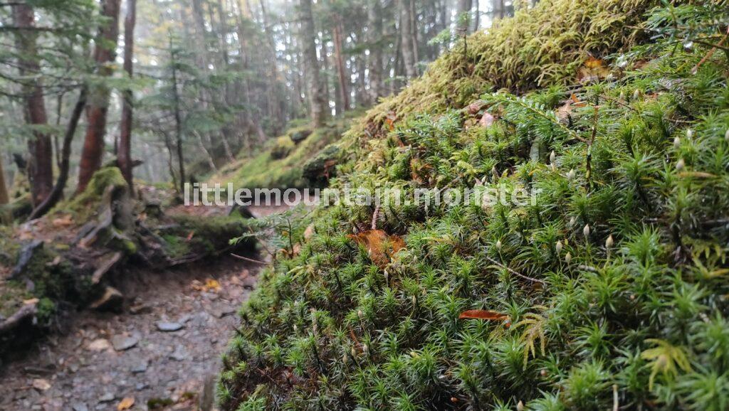 苔やキノコ!豊かな植生を楽しみつつ下山