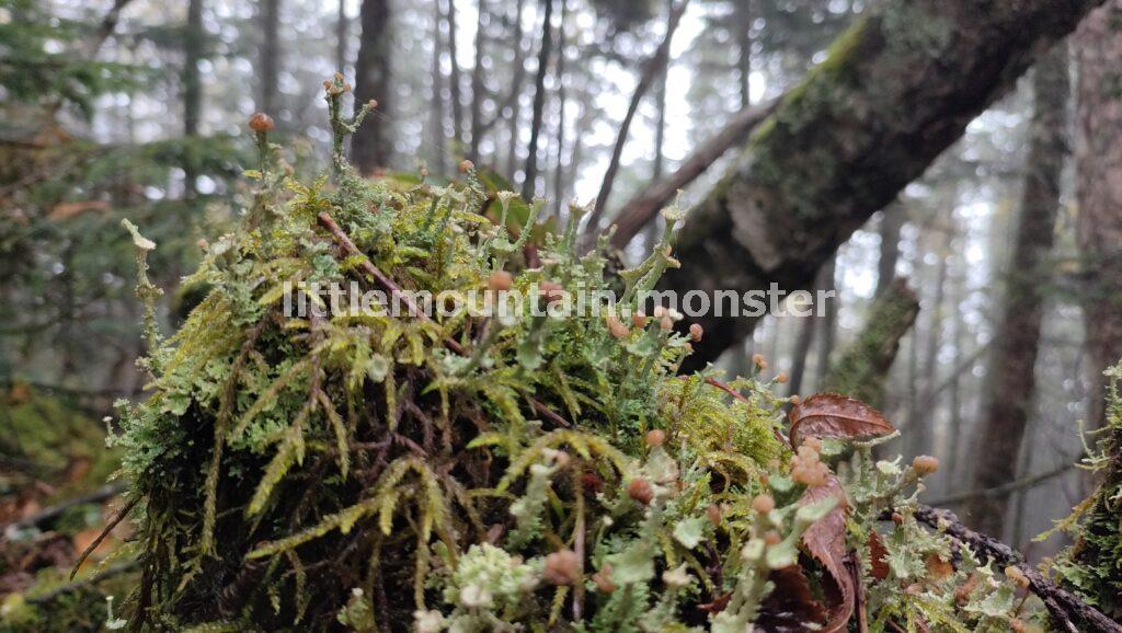 苔やキノコ!豊かな植生を楽しみつつ下山