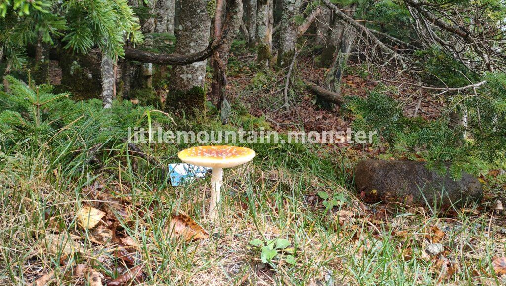 苔やキノコ!豊かな植生を楽しみつつ下山