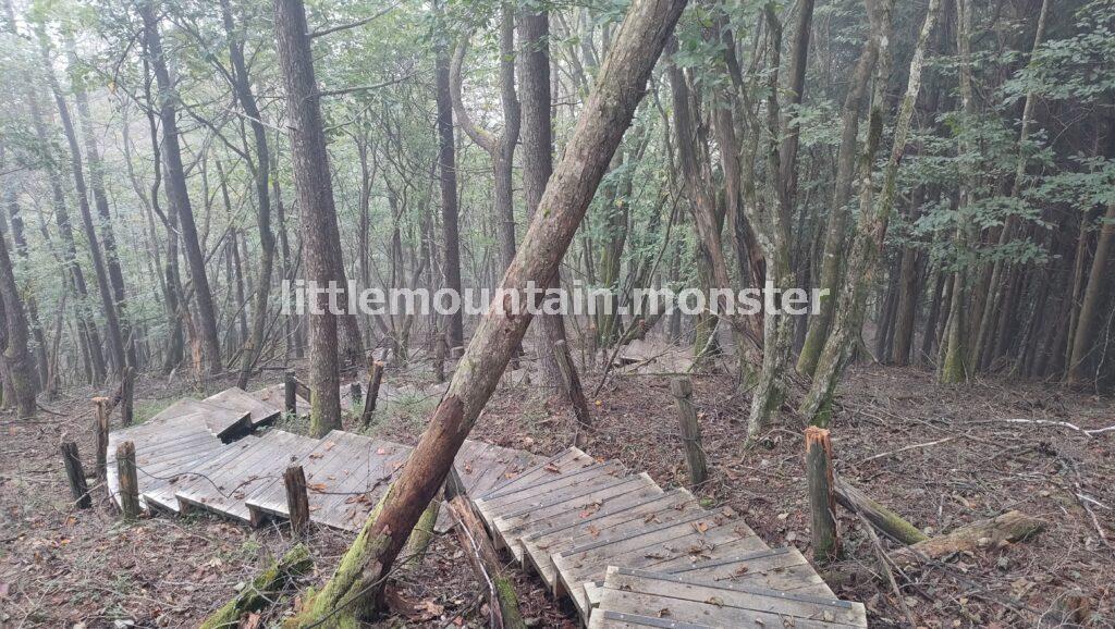 体験の道へ迷いこむ！苔むした岩にほくそ笑む