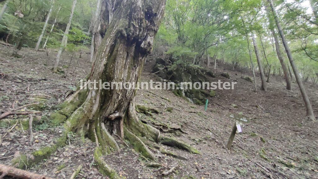 体験の道へ迷いこむ！苔むした岩にほくそ笑む