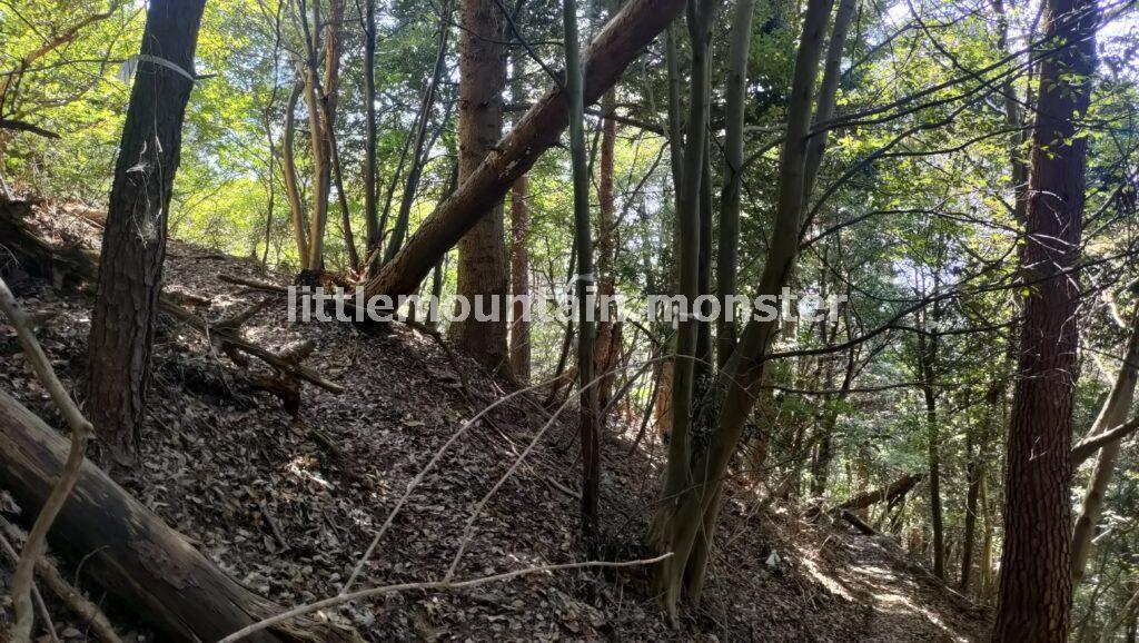 倒木多めの登山道を、ホワテを頼りに登る