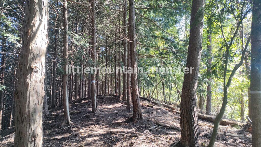 倒木多めの登山道を、ホワテを頼りに登る