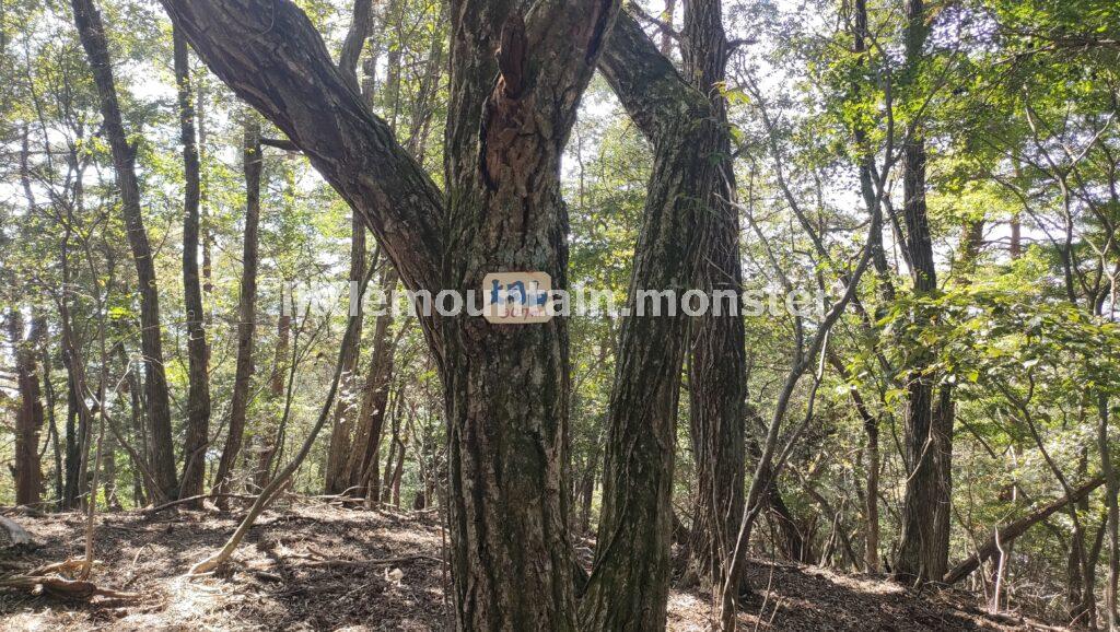 倒木多めの登山道を、ホワテを頼りに登る