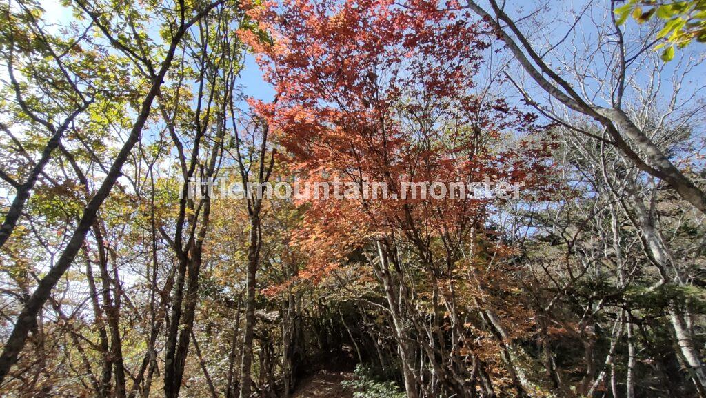 両神神社から山頂まで紅葉狩りをしながら登る