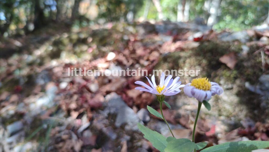 両神神社から山頂まで紅葉狩りをしながら登る