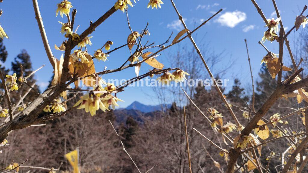 ロウバイと福寿草を眺めながら、薬師の湯まで下山