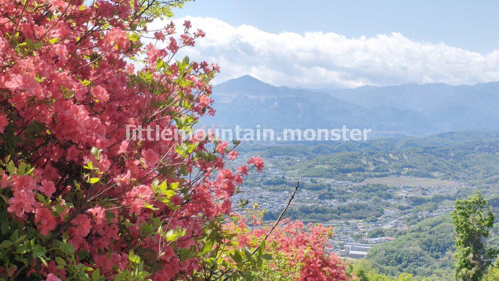 宝登山山頂つつじ園は、見頃を迎えていました