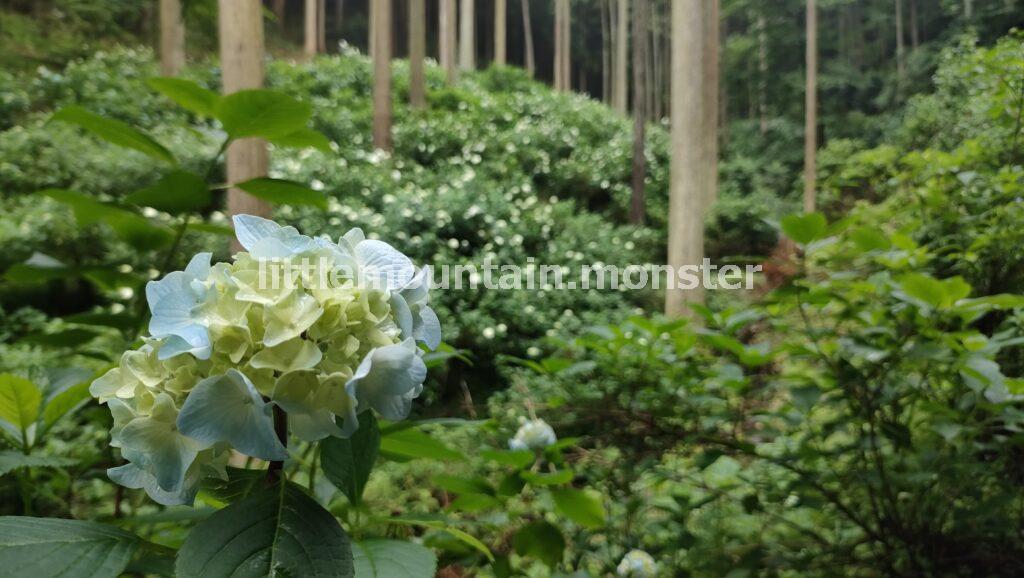 花咲じいさんから地元の若者たちに引き継がれた！南沢あじさい山