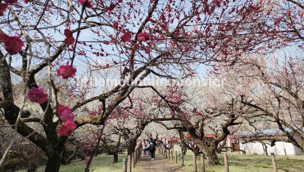 見るだけじゃない！香りも楽しむ見頃を迎えた越生梅林