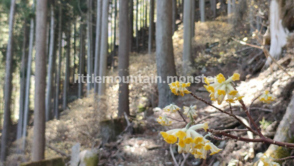 上ノ原登山口（細川橋バス停）にも、ミツマタ街道が出現