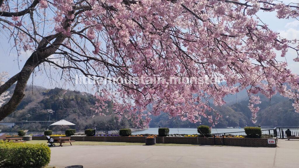 桜が満開！相模湖公園で下山メシは「昭和レトロラーメン」