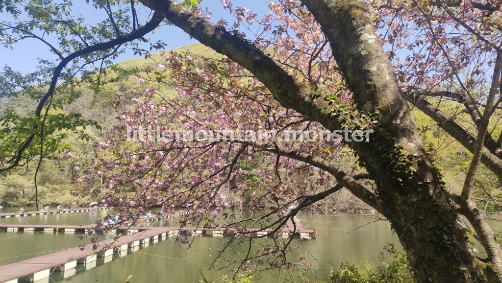 可憐な八重桜♪円良田湖