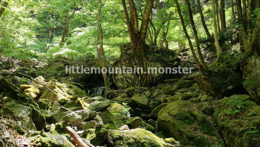 【熊倉山・日野コース】苔むした岩＋渓流が美しい